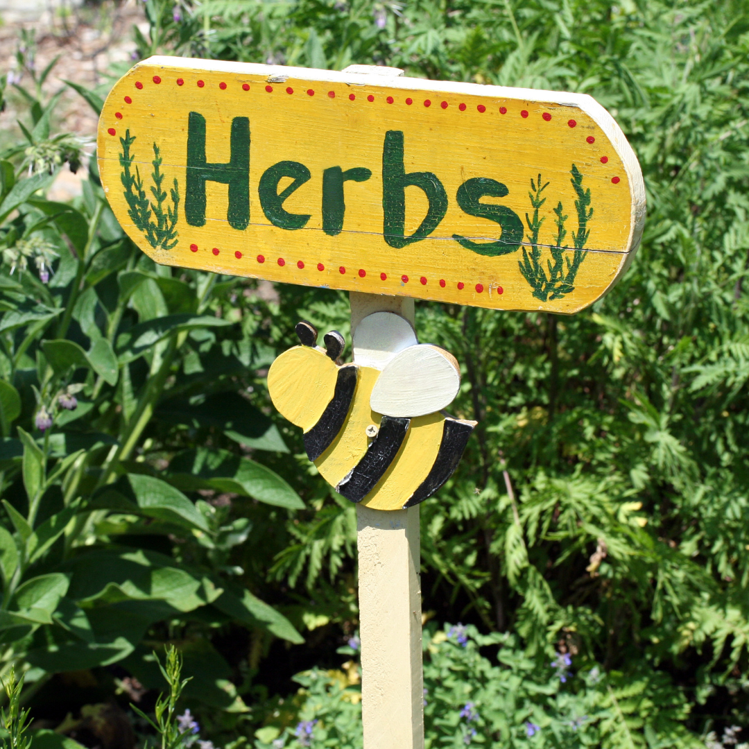 Terri's Spring Herb Garden Guide: From Planting to Cooking, Your Green Thumb Adventure
