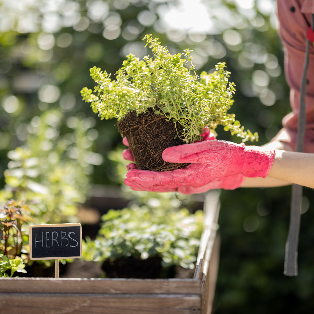 Terri's Spring Herb Garden Guide: From Planting to Cooking, Your Green Thumb Adventure