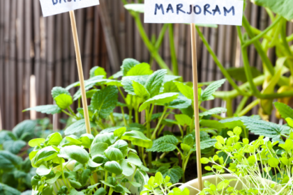 Embracing the Green: The Many Benefits of Cultivating Your Own Herb Garden