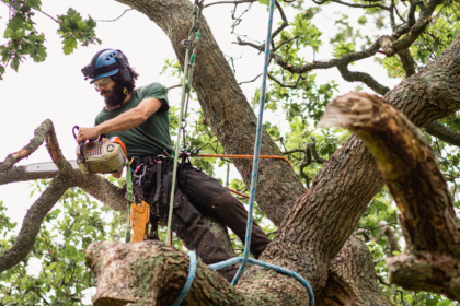 Tree Removal in Seattle: Practical Advice and Considerations