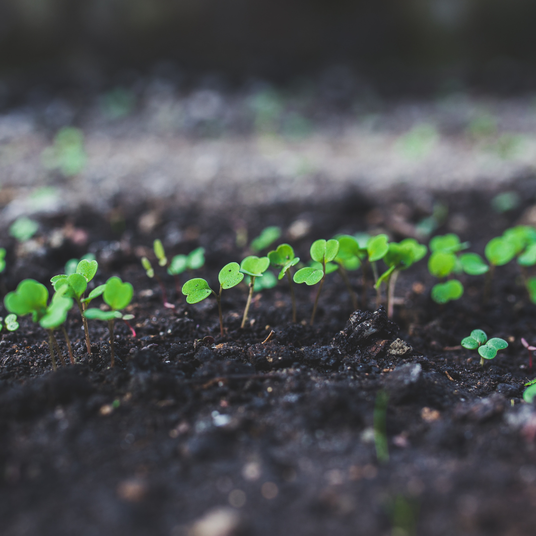 Unearthing the Mental Health Benefits of Gardening